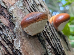 Cryptoporus volvatus