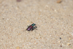 Cicindela scutellaris scutellaris