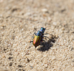 Cicindela scutellaris scutellaris