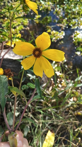 Bidens laevis, photograph 3
