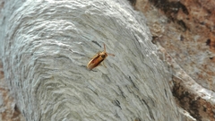 Parachartergus colobopterus