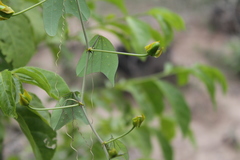Passiflora bicornis