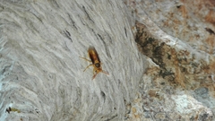 Parachartergus colobopterus