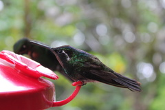 Lampornis
