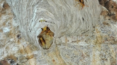 Parachartergus colobopterus