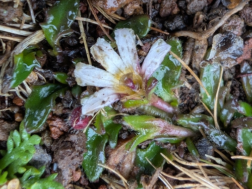 Scaevola hookeri observed 2026-04-15