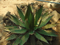 Agave horrida