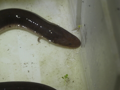 Amphiuma tridactylum