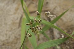 Anthoxanthum glabrum