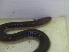 Amphiuma tridactylum