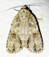 Acronicta ovata