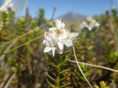 Veronica brachysiphon