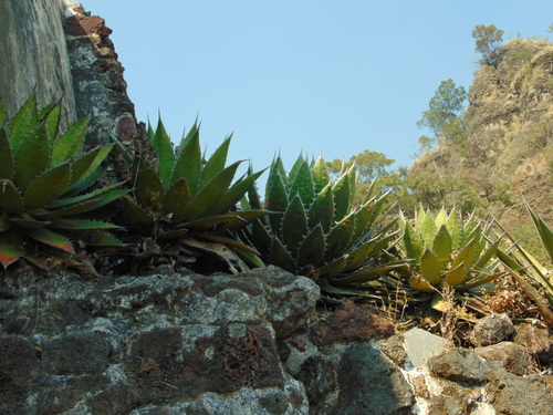 Agave horrida