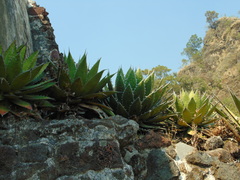 Agave horrida