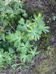 Eranthis