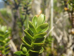Veronica brachysiphon