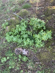 Eranthis