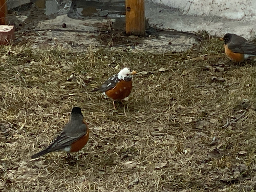 American Robin