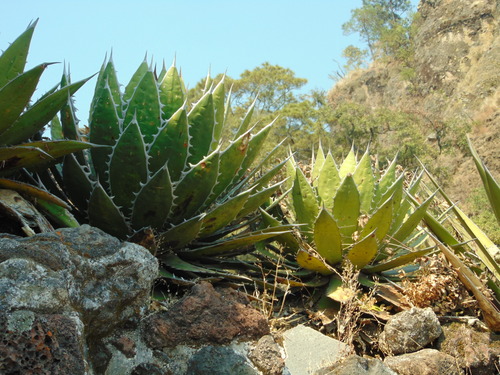 Agave horrida