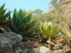 Agave horrida
