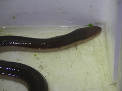 Amphiuma tridactylum