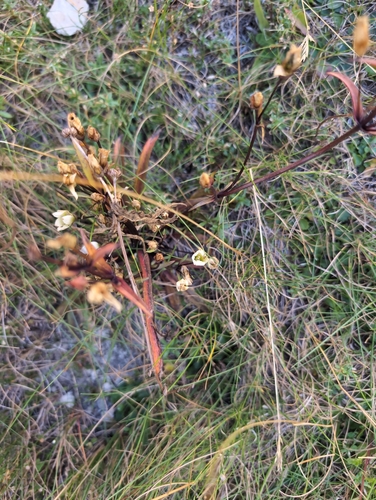 Gentianella corymbifera, photograph 5