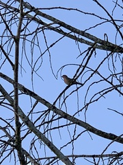 Haemorhous mexicanus