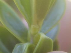 Veronica brachysiphon