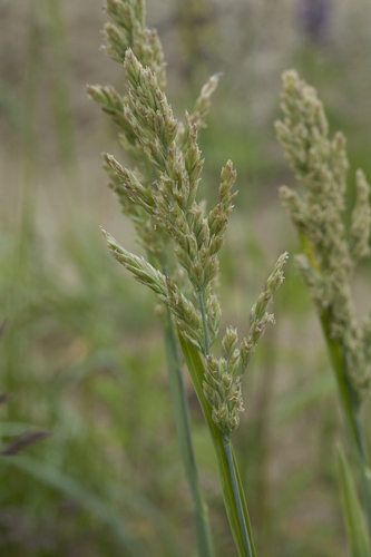 largeflower speargrass (Poa eminens)