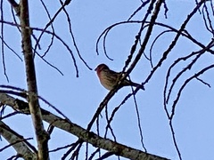 Haemorhous mexicanus