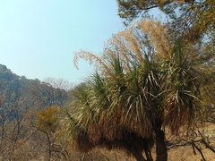 Nolineae