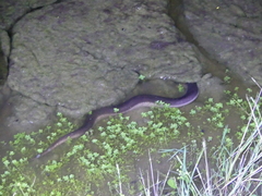 Amphiuma tridactylum