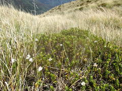 Veronica brachysiphon