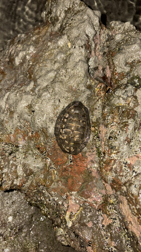 Chiton stokesii