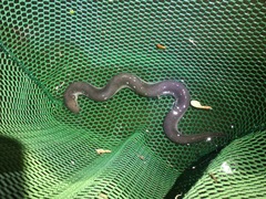 Amphiuma tridactylum