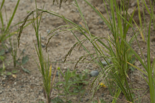 largeglume bluegrass (Poa macrocalyx)