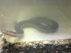 Amphiuma tridactylum