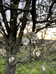 Prunus cerasifera