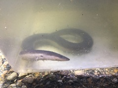Amphiuma tridactylum