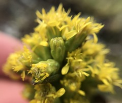 Solidago spathulata