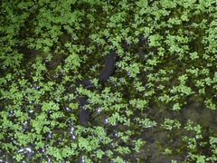 Amphiuma tridactylum