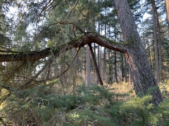 Pseudotsuga menziesii