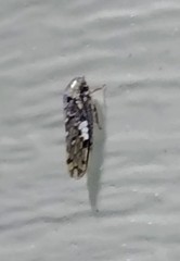 Xestocephalus tessellatus