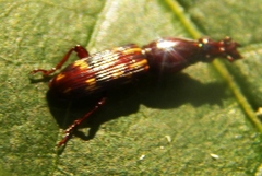 Arrhenodes minutus