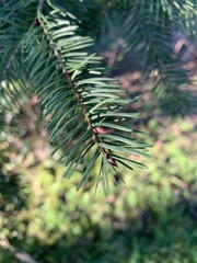 Pseudotsuga menziesii