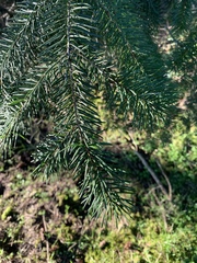 Pseudotsuga menziesii