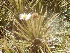 Celmisia armstrongii