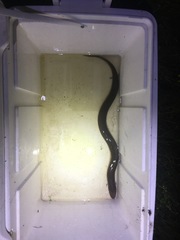 Amphiuma tridactylum