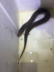 Amphiuma tridactylum