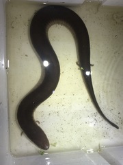 Amphiuma tridactylum